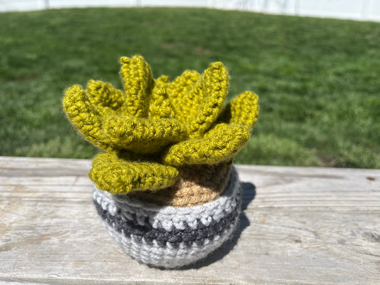 Crochet Succulent Plant
