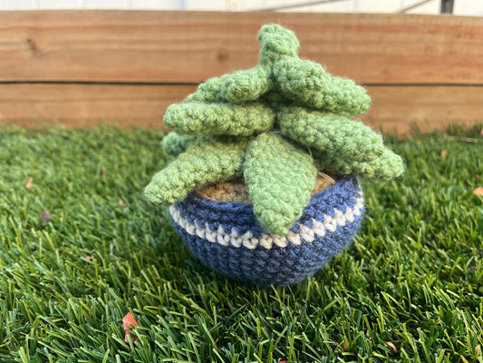 Crochet Succulent Plant